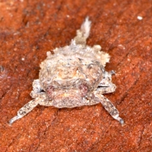 Platybrachys sp. (genus) at Majura, ACT - 22 Aug 2020