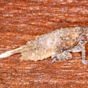 Platybrachys sp. (genus) at Majura, ACT - 22 Aug 2020