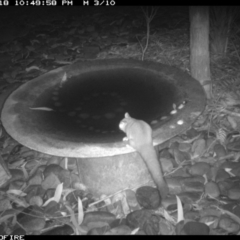 Petaurus notatus (Krefft’s Glider, Sugar Glider) at Bournda Environment Education Centre - 18 Jun 2020 by Rose