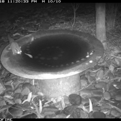 Petaurus notatus (Krefft’s Glider, Sugar Glider) at Bournda National Park - 18 Jun 2020 by Rose