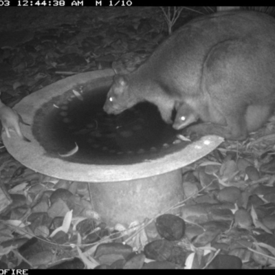 Wallabia bicolor (Swamp Wallaby) at Bournda National Park - 3 Jul 2020 by Rose