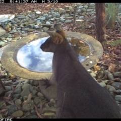 Wallabia bicolor (Swamp Wallaby) at Wallagoot, NSW - 21 Jun 2020 by Rose