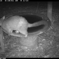 Trichosurus vulpecula (Common Brushtail Possum) at Bournda National Park - 12 Jan 2020 by Rose