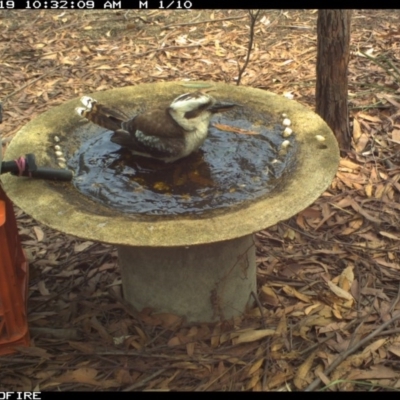 Dacelo novaeguineae (Laughing Kookaburra) at Bournda National Park - 18 Jan 2020 by Rose