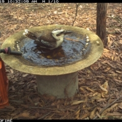 Dacelo novaeguineae (Laughing Kookaburra) at Wallagoot, NSW - 18 Jan 2020 by Rose