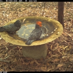 Callocephalon fimbriatum (Gang-gang Cockatoo) at Bournda Environment Education Centre - 20 Dec 2019 by Rose