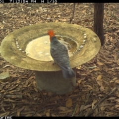 Callocephalon fimbriatum (Gang-gang Cockatoo) at Bournda National Park - 1 Feb 2020 by Rose