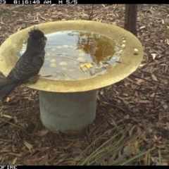 Callocephalon fimbriatum (Gang-gang Cockatoo) at Bournda Environment Education Centre - 22 Nov 2018 by Rose