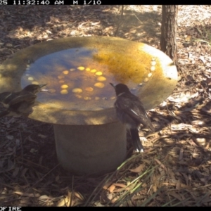 Cracticus torquatus at Wallagoot, NSW - 25 Dec 2018 11:32 AM