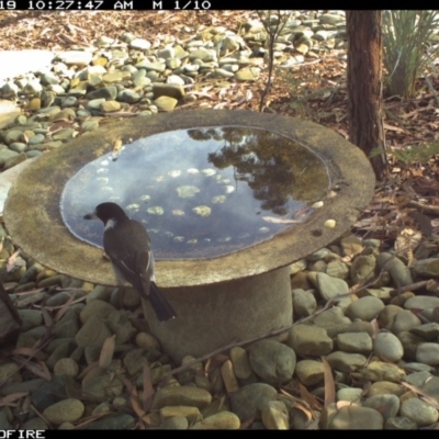 Cracticus torquatus (Grey Butcherbird) at Wallagoot, NSW - 19 Jun 2020 by Rose