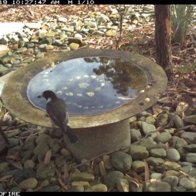 Cracticus torquatus (Grey Butcherbird) at Bournda Environment Education Centre - 19 Jun 2020 by Rose