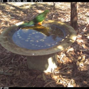 Alisterus scapularis at Bournda National Park - 23 Dec 2019 09:35 AM