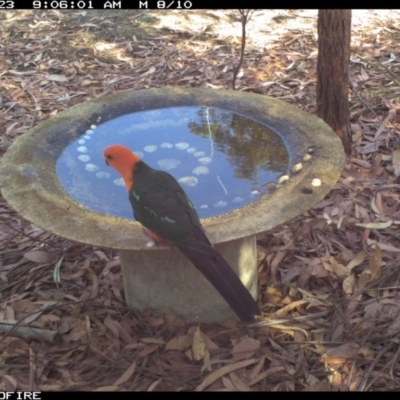 Alisterus scapularis (Australian King-Parrot) at Bournda Environment Education Centre - 22 Dec 2019 by Rose