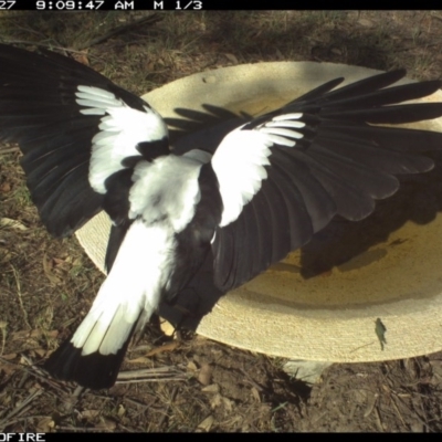 Gymnorhina tibicen (Australian Magpie) at Bournda Environment Education Centre - 26 Oct 2018 by Rose