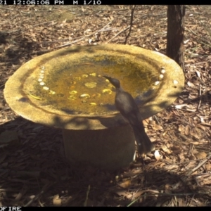 Philemon corniculatus at Bournda National Park - 21 Feb 2020