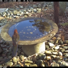 Platycercus elegans (Crimson Rosella) at Bournda National Park - 26 Jun 2020 by Rose