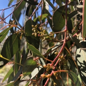 Eucalyptus rubida subsp. rubida at QPRC LGA - 26 Aug 2020