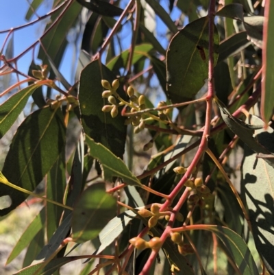 Eucalyptus rubida subsp. rubida (Candlebark) at QPRC LGA - 25 Aug 2020 by Nat