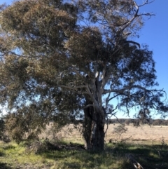 Eucalyptus rubida subsp. rubida at QPRC LGA - 26 Aug 2020