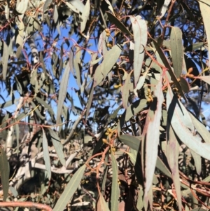 Eucalyptus rubida subsp. rubida at QPRC LGA - 26 Aug 2020