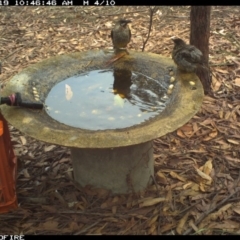 Anthochaera carunculata (Red Wattlebird) at Bournda Environment Education Centre - 18 Jan 2020 by Rose