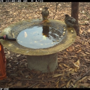 Anthochaera carunculata at Bournda National Park - 19 Jan 2020