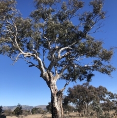 Eucalyptus rubida subsp. rubida (Candlebark) at QPRC LGA - 25 Aug 2020 by Nat