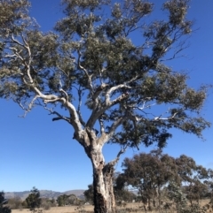 Eucalyptus rubida subsp. rubida (Candlebark) at Bungendore, NSW - 25 Aug 2020 by Nat