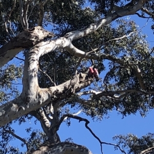 Eucalyptus rubida subsp. rubida at QPRC LGA - 26 Aug 2020