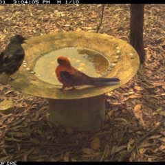 Platycercus elegans (Crimson Rosella) at Wallagoot, NSW - 1 Feb 2020 by Rose