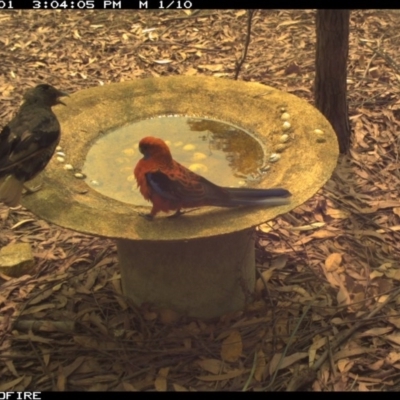 Platycercus elegans (Crimson Rosella) at Bournda Environment Education Centre - 1 Feb 2020 by Rose