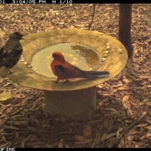 Platycercus elegans at Wallagoot, NSW - 1 Feb 2020