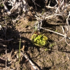 Drosera (genus) (A Sundew) at Bungendore, NSW - 26 Aug 2020 by Nat