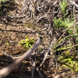 Drosera sp. at Bungendore, NSW - 26 Aug 2020