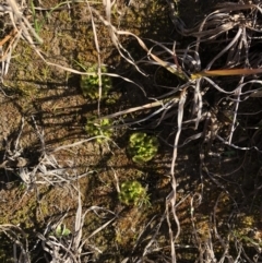 Drosera sp. at Bungendore, NSW - 26 Aug 2020 10:07 AM