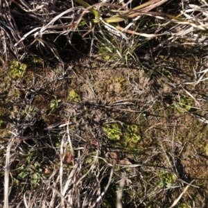 Drosera sp. at Bungendore, NSW - 26 Aug 2020