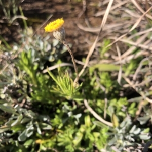 Leptorhynchos squamatus at Bungendore, NSW - 26 Aug 2020