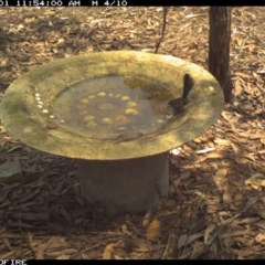 Rhipidura albiscapa (Grey Fantail) at Bournda National Park - 1 Feb 2020 by Rose