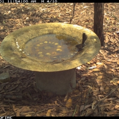 Rhipidura albiscapa (Grey Fantail) at Bournda Environment Education Centre - 1 Feb 2020 by Rose