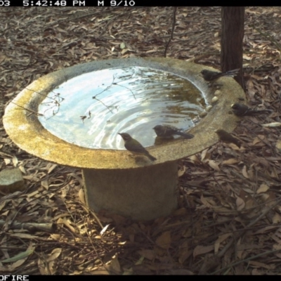 Rhipidura albiscapa (Grey Fantail) at Bournda National Park - 3 Feb 2020 by Rose