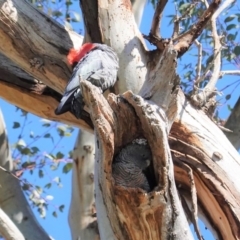 Callocephalon fimbriatum (Gang-gang Cockatoo) at Hughes Grassy Woodland - 24 Aug 2020 by JackyF