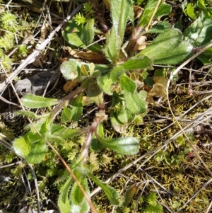 Cerastium glomeratum at Griffith, ACT - 26 Aug 2020