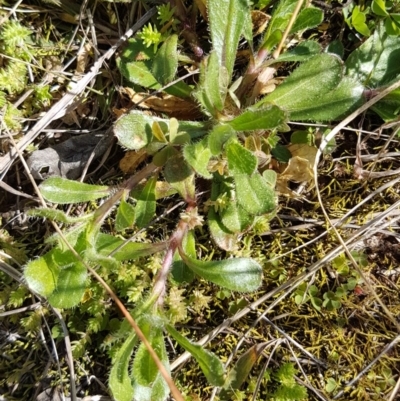 Cerastium glomeratum (Sticky Mouse-ear Chickweed) at Griffith, ACT - 26 Aug 2020 by SRoss