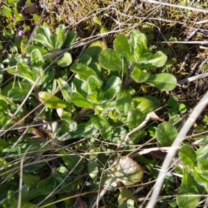 Cerastium glomeratum at Griffith, ACT - 26 Aug 2020