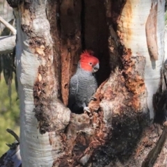 Callocephalon fimbriatum (Gang-gang Cockatoo) at GG146 - 25 Aug 2020 by JackyF