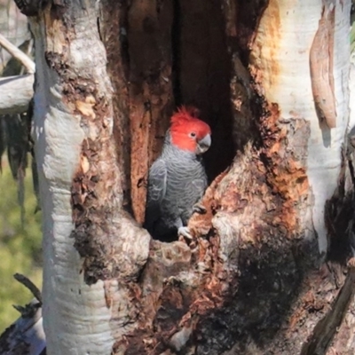 Callocephalon fimbriatum (Gang-gang Cockatoo) at Red Hill Nature Reserve - 25 Aug 2020 by JackyF