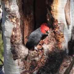 Callocephalon fimbriatum at Deakin, ACT - 25 Aug 2020