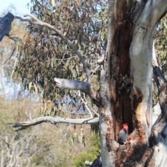 Callocephalon fimbriatum at Deakin, ACT - 25 Aug 2020