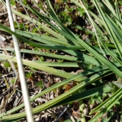 Arthropodium fimbriatum (Nodding Chocolate Lily) at Crace Grasslands - 25 Aug 2020 by Jiggy