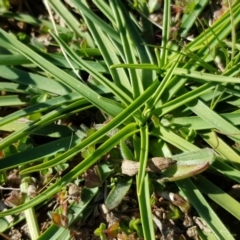 Arthropodium fimbriatum at Lyneham, ACT - 25 Aug 2020